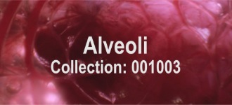 Alveoli 001003