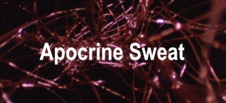 Apocrine Sweat